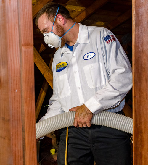 Stop Attic biological growth and Save on Energy Bills with Blown-In Insulation